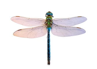 Foto auf Acrylglas Extreme macro  shots, dragonfly wings detail. isolated on a white background. © blackdiamond67