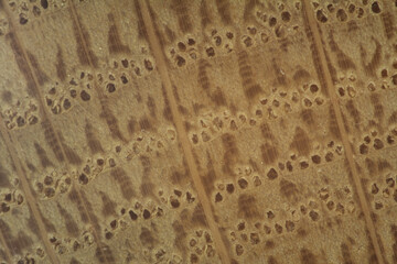 Slice of the annual rings of oak wood brown macrophotography closeup