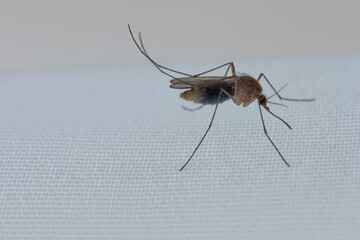 Mosquito macrophoto close-up on the white gray fabric background