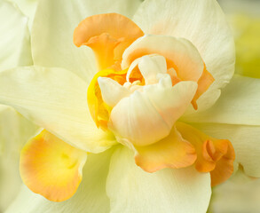 Obraz na płótnie Canvas Abstract of petals of daffodil flower