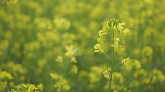 A yellow mustard flower buds against a green leaf background. Yellow flowers background. Slow-motion video.