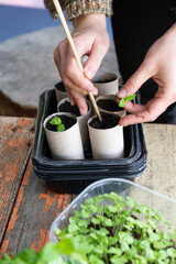 Planting fresh herbs in paper tubes. Rosemary and basil.