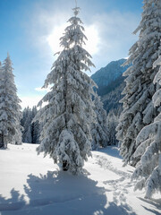 snow covered trees in the mountains