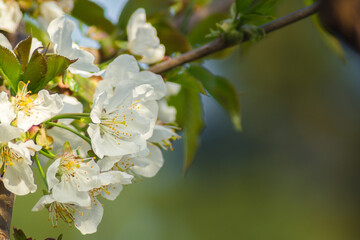 tree blossom