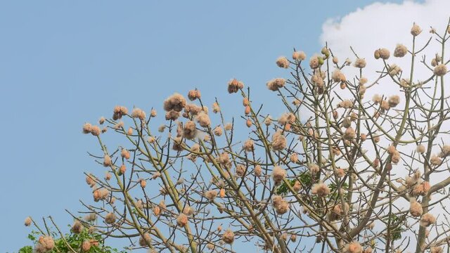 Arbol de Ceiba, ramas se mueven al viento y dejan escapar algod&oacute;n