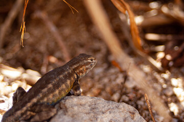 lizard on a stone