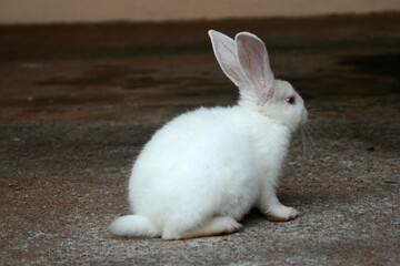 Um coelho branco, fofo, de costas.