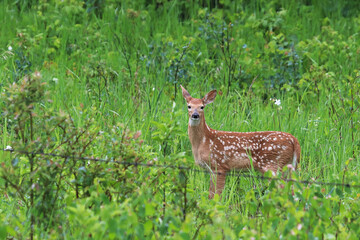 Naklejka na ściany i meble A young fawn stands beside a wire fence