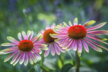 Macro of Green twister coneflower, echinacea, pink petaled with celery green tips with a blurred...