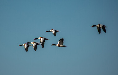 Common shelduck, gravänder, (Tadorna tadorna) flying in formation over the wetlands of southern sweden in Skåne, against a blue sky