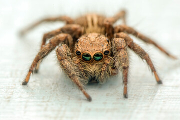 Close up  beautiful jumping spider  