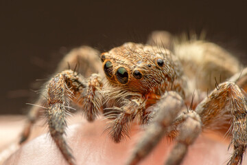 Close up  beautiful jumping spider  