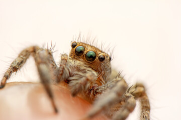 Close up  beautiful jumping spider  