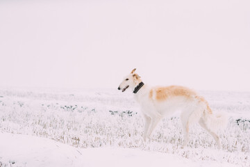 Fototapeta na wymiar Russian Wolfhound Hunting Sighthound Russkaya Psovaya Borzaya Dog During Hare-hunting At Winter Day In Snowy Field
