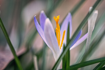 Die Krokus Blume in einem sanften Licht Bokeh  