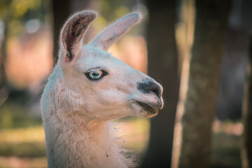portrait of a llama