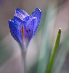 Die Krokus Blume in einem sanften Licht Bokeh  
