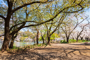 東京　桜満開の井の頭公園