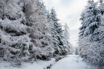 A nice picture of a snowy forest