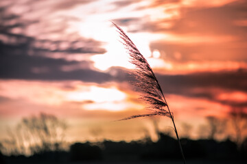 sunset in the field