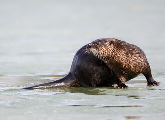 Naklejka premium North American River Otter or Northern River Otter Standing on Ice in Early Spring, Closeup Portrait