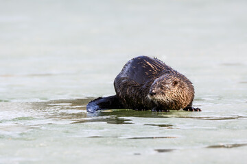 Obraz premium North American River Otter or Northern River Otter Resting on Ice in Early Spring, Closeup Portrait