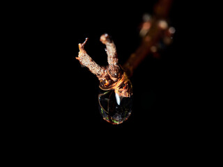 Fototapeta premium water drop