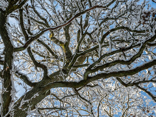 A lovely picture of a snow laden tree photographed against the sky