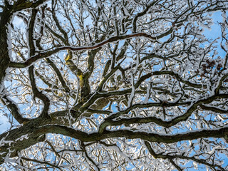 A lovely picture of a snow laden tree photographed against the sky