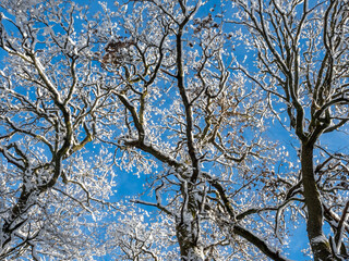 A lovely picture of a snow laden tree photographed against the sky