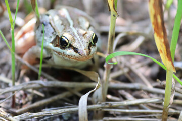 Background of a woodfrog sitting in the tall grass