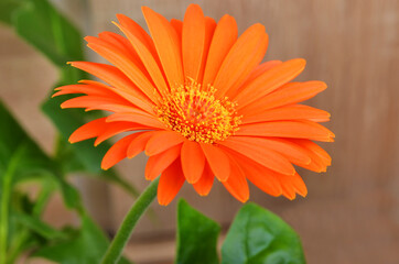 Red gerbera flower