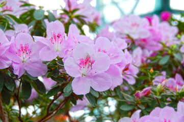 Azalea (Rhododendron molle. Blume)