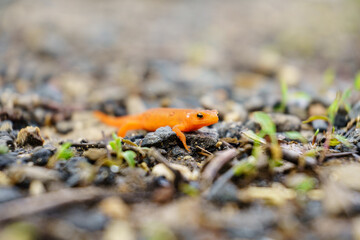 A close up of a small orange salamander on a gravel path