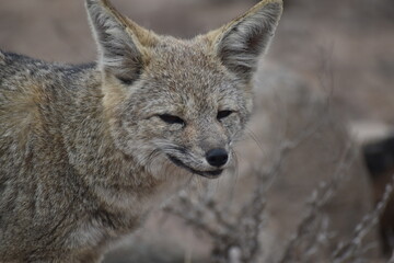 Zorro culpeo, freirina, north of chile, Fox