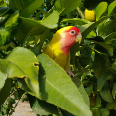 Agaoni hidden among the lemons
