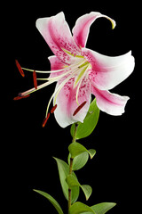 Big white-pink flower of lily, isolated on black background