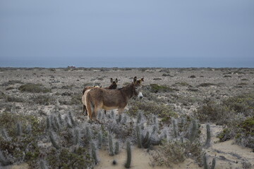Obraz premium chile donkey
