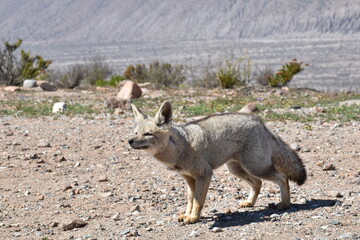 Zorro culpeo, freirina, north of chile, Fox