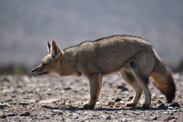Zorro culpeo, freirina, north of chile, Fox