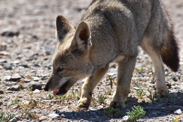 Zorro culpeo, freirina, north of chile, Fox