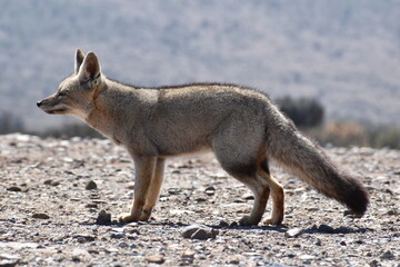 Zorro culpeo, freirina, north of chile, Fox