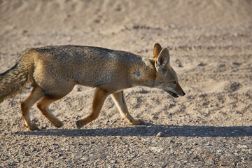 El zorro de Sechura (Lycalopex sechurae), llamado también zorro del desierto peruano.