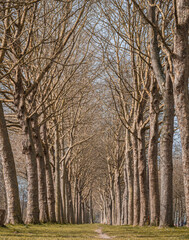 Fototapeta premium Chemin sur la Forêt