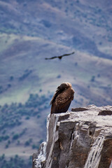 Condor de los andes