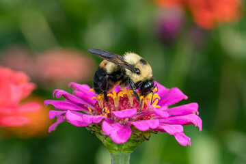 Bumble bee feeding on nectar from Zinnia wildflower. Concept of insect and wildlife conservation, habitat preservation, and backyard flower garden