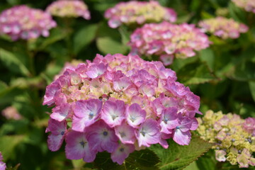 アバンダンス（アジサイ）