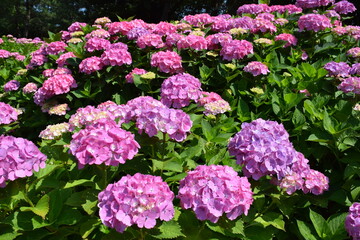 アバンダンス（アジサイ）