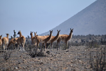 Freirina chile