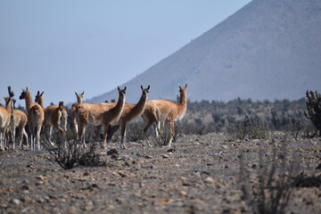 Freirina chile